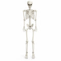5.4 FT Poseable Skeleton P20656