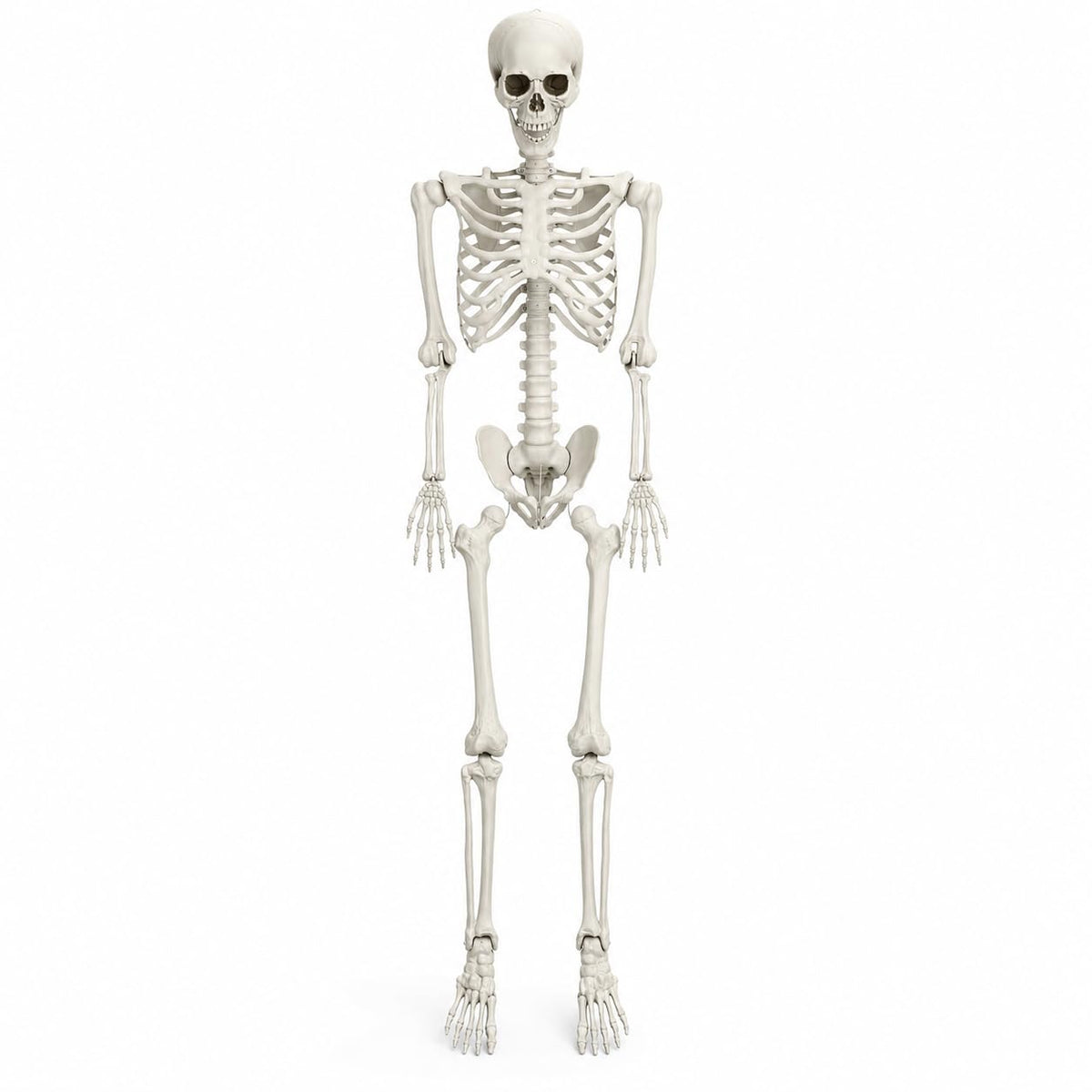 5.4 FT Poseable Skeleton P20656