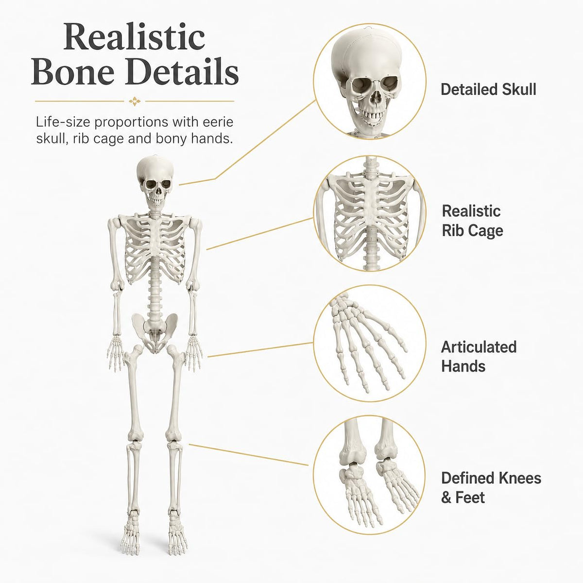 5.4 FT Poseable Skeleton P20656