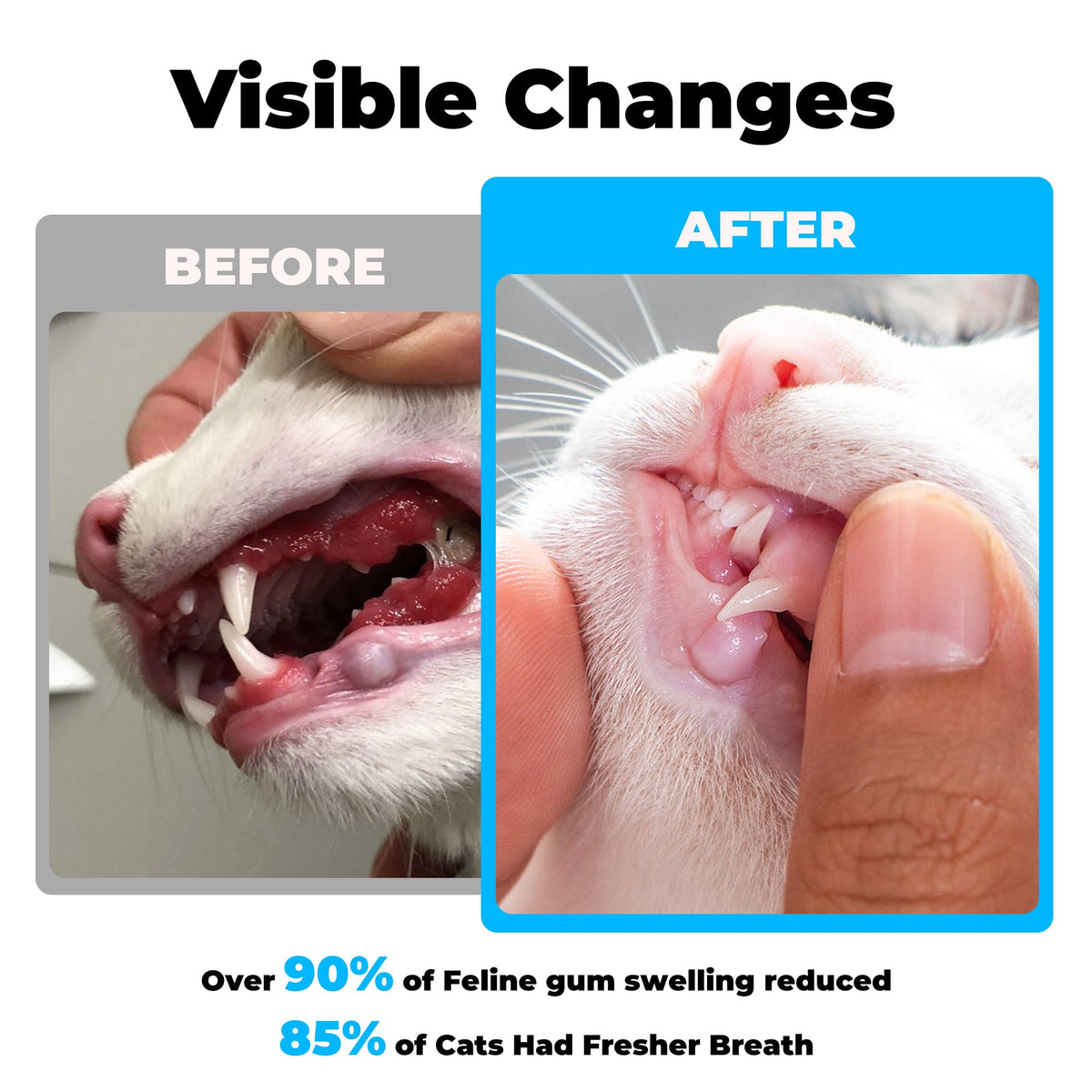 Chicken Flavor Cat Dental Care Powder 2.11 oz D18332